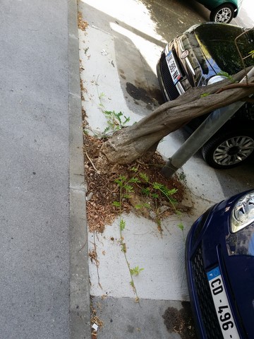 recetion parking racine d arbre